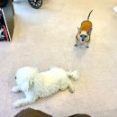 은주분식 이미지