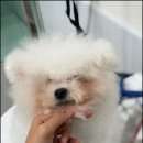 대구애견미용 모여라솜뭉치 | 대구애견미용 강아지호텔 모여라솜뭉치 믿음직스럽고 사랑 가득한 곳 후기