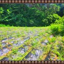 소로리 농장 이미지