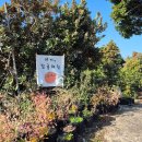 오천농장 | [2025.12 제주여행] 경미네농장 감귤체험농장 | 시간가는 줄 모르고 즐겼던 제주감귤따기체험 제주서쪽...