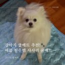강아지 쿨매트 추천 - 여름 필수템 사사리 쿨매트 언박싱부터 실사용 후기까지