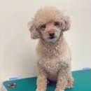 포시즌 동물병원 이미지