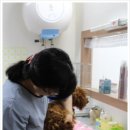 박촌강아지 네이버블로그
