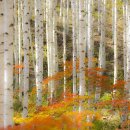 자작나무 숲 이미지