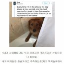 착한강아지 이미지