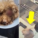 엔젤짐 반려견 아카데미 이미지