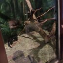 타이라(Tayra) 이미지