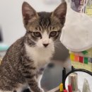 1급마이스터모터스 이미지