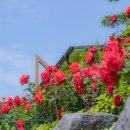 구립자양1동 봄뜰어린이집 | 서울 가볼 만한 곳, 성동구 장미 명소 "대현산 장미원" 개화 상황