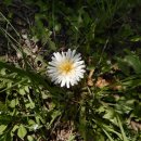 우리민들레약국 이미지