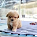 플레이독 파주본점 | "파주강아지 분양 플레이독 파주 본점" 방문 후기