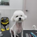 리치펫살롱 이미지