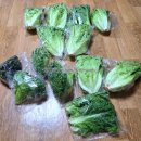 광채농장 이미지