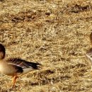 고촌농로 이미지