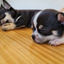 브리더독 이미지