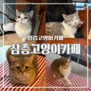 롯데마트 평택점 | [평택] 이색 데이트 고양이카페, 합정동카페 : 삼층고양이카페