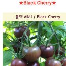 블랙체리