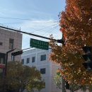 에스케이행복약국 | [25.11] 10-16일 단풍이 이렇게 늦게까지!? : 어린이대공원, 파주, 홍대