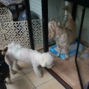 멍멍회관 이미지