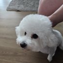 수수펫살롱 네이버블로그