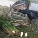 오행다원 이미지