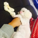 말티스토리 이미지