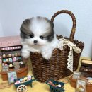 퓨어펫 강아지분양 고양이분양 울산점 이미지