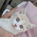 일산고양이분양 라라캣츠 이미지