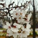 금강수변공원5 | 세종 벚꽃 명소 금강수변공원 다녀왔어요 (4월 개화 현황, 자전거, 주차장 후기)