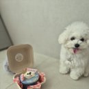 댕냥이 점빵 이미지