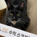 멍냥이노리터 이미지