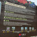 능포초등학교 | 거제 3월 꽃구경 하기 좋은 장소 ,양지암조각공원, 공곶이(벚꽃, 튤립, 수선화)