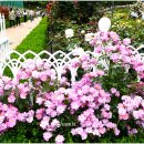 조선대학교 장미원 이미지