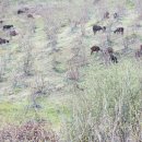 양평흑염소농장 이미지