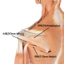 어깨통증이 반복된다면? 꼭 확인해야 할 3대 근육 Trigger Point 이미지