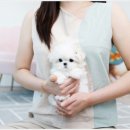 스타일독앤캣 강아지고양이 경기광주점 이미지