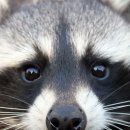 라쿤(Racoon) 이미지
