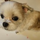 (주)펫둥이 이미지