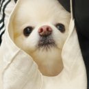 소중한 댕 | 광안리 애견 유치원 후기 :) 댕라이킷 애견유치원 다니고 사회성 밝아진 우주