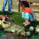 제10회 전국음식경연대회 이미지