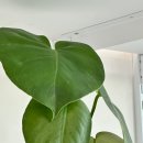 플라워천국 | [옥길동 꽃집] 다육이 천국 발견! 로에나플라워 부천본점 후기 🌵