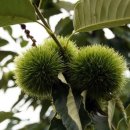 매미농장 이미지