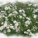 만수농장 이미지