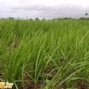 그레이스팜 이미지