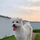 배다빈 카카오 검색결과