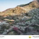 섬진소프트 | [전남 광양] 광양매화축제 03월26 기준 매화만개