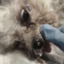 덕정 동물의료센터 이미지