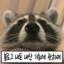 코요네 이미지