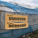 제주 달달미깡 감귤밭 귤 따기 체험 후기와 추천