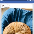 디아동물병원 이미지
